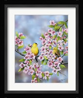 Finches In Cherry Tree Fine Art Print