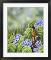Robin With Hydrangeas Fine Art Print