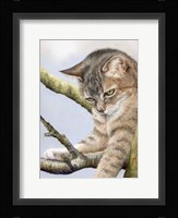 Tabby In Tree Fine Art Print