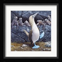 Blue Footed Boobies Fine Art Print