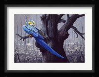Blue And Yellow Macaw In Burned Forest Fine Art Print