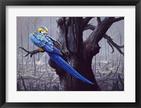 Blue And Yellow Macaw In Burned Forest Fine Art Print