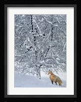 Fox In Snow Fine Art Print