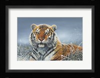 Tiger In Snow Fine Art Print