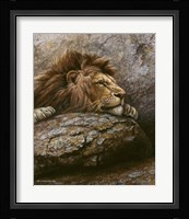 Lion Male 2 Fine Art Print