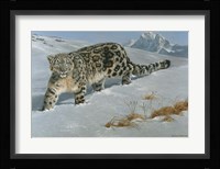 Snow Leopard Fine Art Print