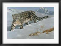 Snow Leopard Fine Art Print