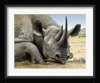 Black Rhino Framed Print