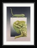 Chameleon Framed Print