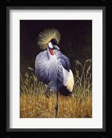 Crowned Crane Fine Art Print