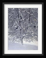 Snow Tree With Magpies Fine Art Print