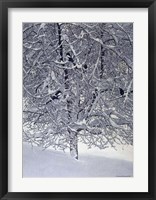 Snow Tree With Magpies Fine Art Print