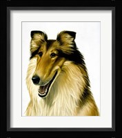 Smiling Colli Fine Art Print
