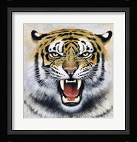 Tiger Fine Art Print