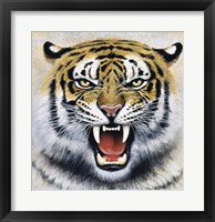 Tiger Fine Art Print