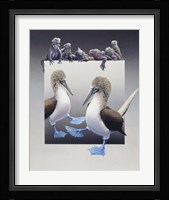 Bluefooted Boobies And Marine Iguanas Fine Art Print