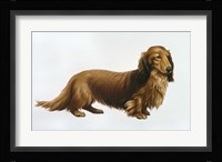 Dachsund Fine Art Print