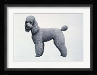 Poodle Fine Art Print