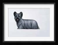 Sky Terrier Fine Art Print