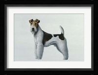 Fox Terrier Fine Art Print