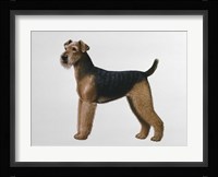 Airdale Terrier Fine Art Print