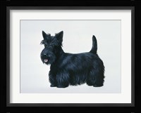 Scottish Terrier Fine Art Print