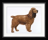 Cocker Spaniel Fine Art Print