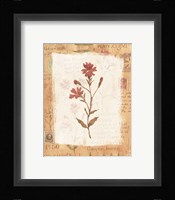 Flower Framed Print