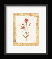 Orange Flower 1 Framed Print