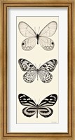 Butterfly BW Panel II Fine Art Print