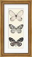 Butterfly BW Panel II Fine Art Print