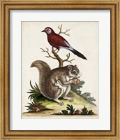 Edwards Squirrel Fine Art Print