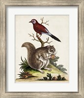 Edwards Squirrel Fine Art Print