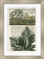 Journal of the Tropics II Fine Art Print