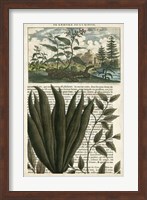 Journal of the Tropics III Fine Art Print