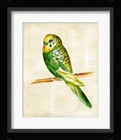 Fanciful Birds III Framed Print
