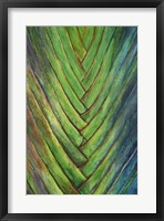 Tropical Crop I Framed Print
