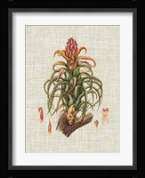 Elegant Tropicals IV Fine Art Print