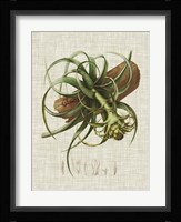 Elegant Tropicals V Fine Art Print