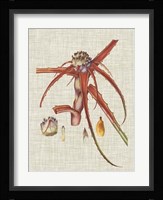 Elegant Tropicals VI Fine Art Print