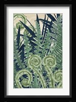 Fiddlehead Waltz II Framed Print