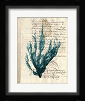 Vintage Teal Seaweed II Fine Art Print