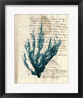 Vintage Teal Seaweed II Fine Art Print