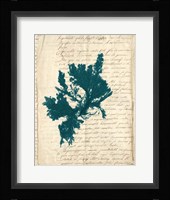 Vintage Teal Seaweed IV Fine Art Print