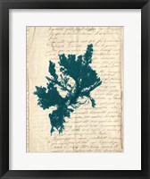 Vintage Teal Seaweed IV Fine Art Print