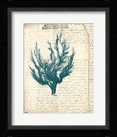 Vintage Teal Seaweed V Fine Art Print
