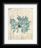 Vintage Teal Seaweed VI Fine Art Print