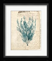 Vintage Teal Seaweed VII Fine Art Print