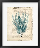 Vintage Teal Seaweed VII Fine Art Print
