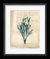 Vintage Teal Seaweed VIII Fine Art Print